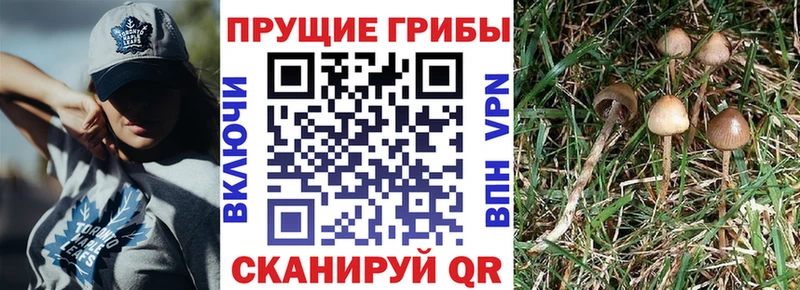 Псилоцибиновые грибы мицелий  купить наркотик  Зубцов 